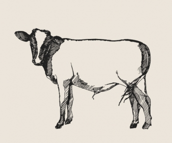 visual Veal