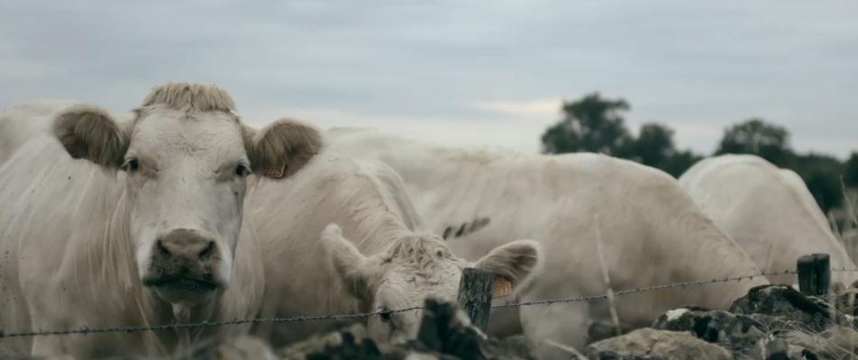 visual Animal Welfare, our daily commitment